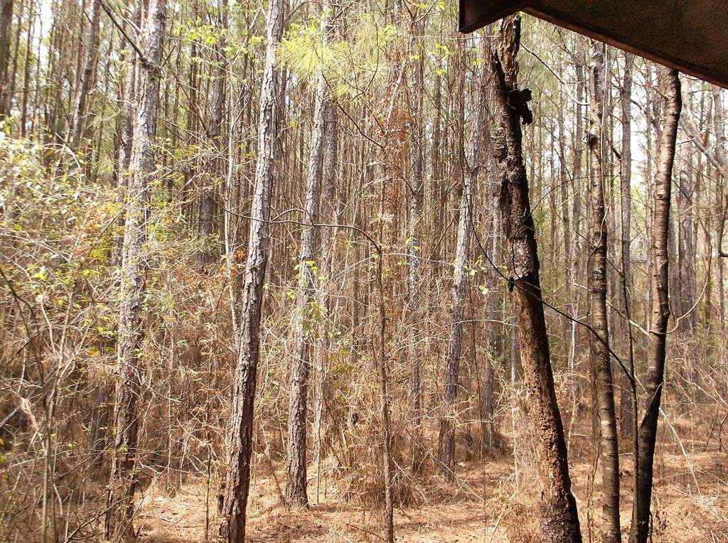 17.1 Acres of Land for Sale in Summit, Mississippi