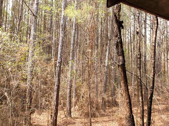 17.1 Acres of Land for Sale in Summit, Mississippi