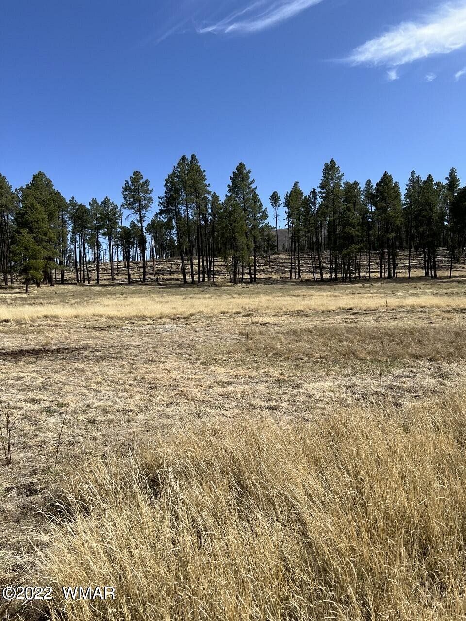 9.5 Acres of Residential Land for Sale in Alpine, Arizona