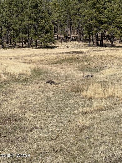 9.5 Acres of Residential Land for Sale in Alpine, Arizona