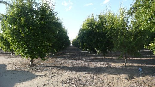 36.1 Acres of Agricultural Land for Sale in Woodlake, California