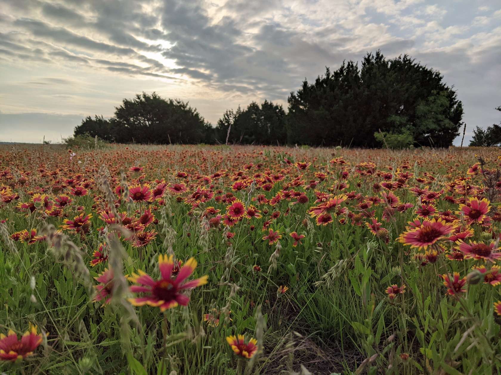 20.02 Acres of Land for Sale in Hamilton, Texas