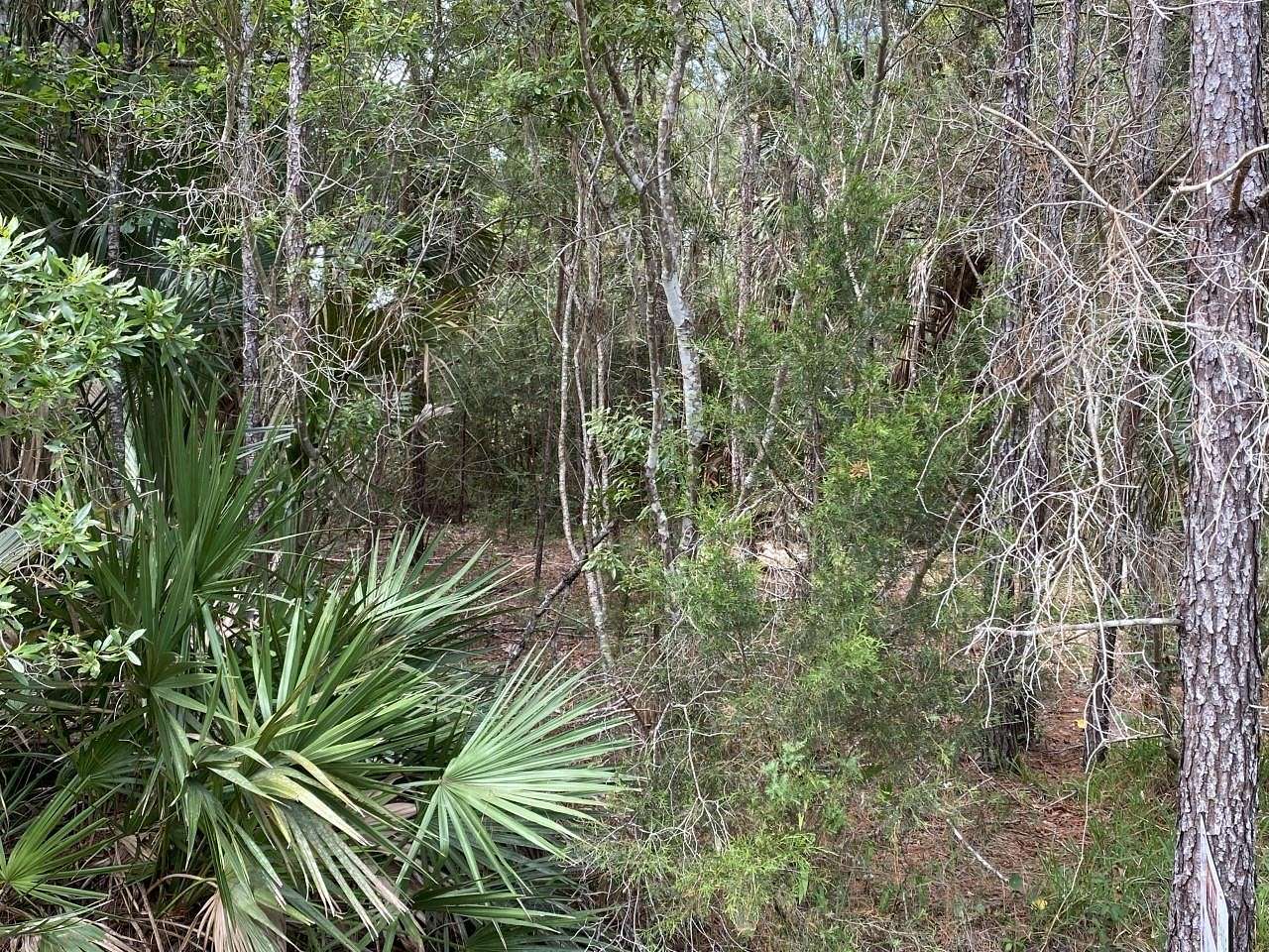 0.2 Acres of Residential Land for Sale in Wakulla Springs, Florida