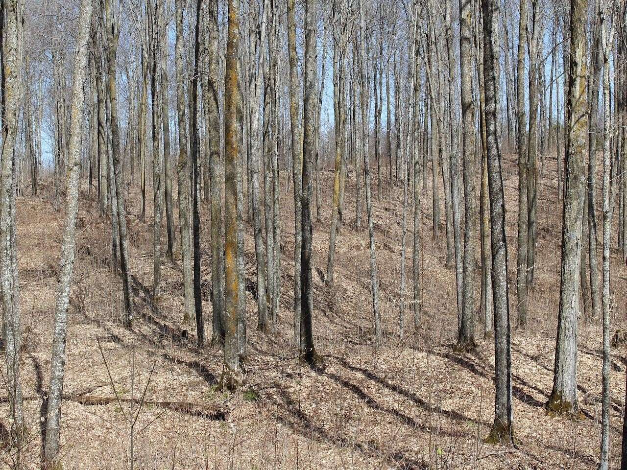 40 Acres of Recreational & Residential Land for Sale in Mellen, Wisconsin