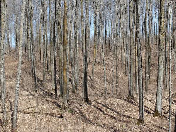 40 Acres of Recreational & Residential Land for Sale in Mellen, Wisconsin