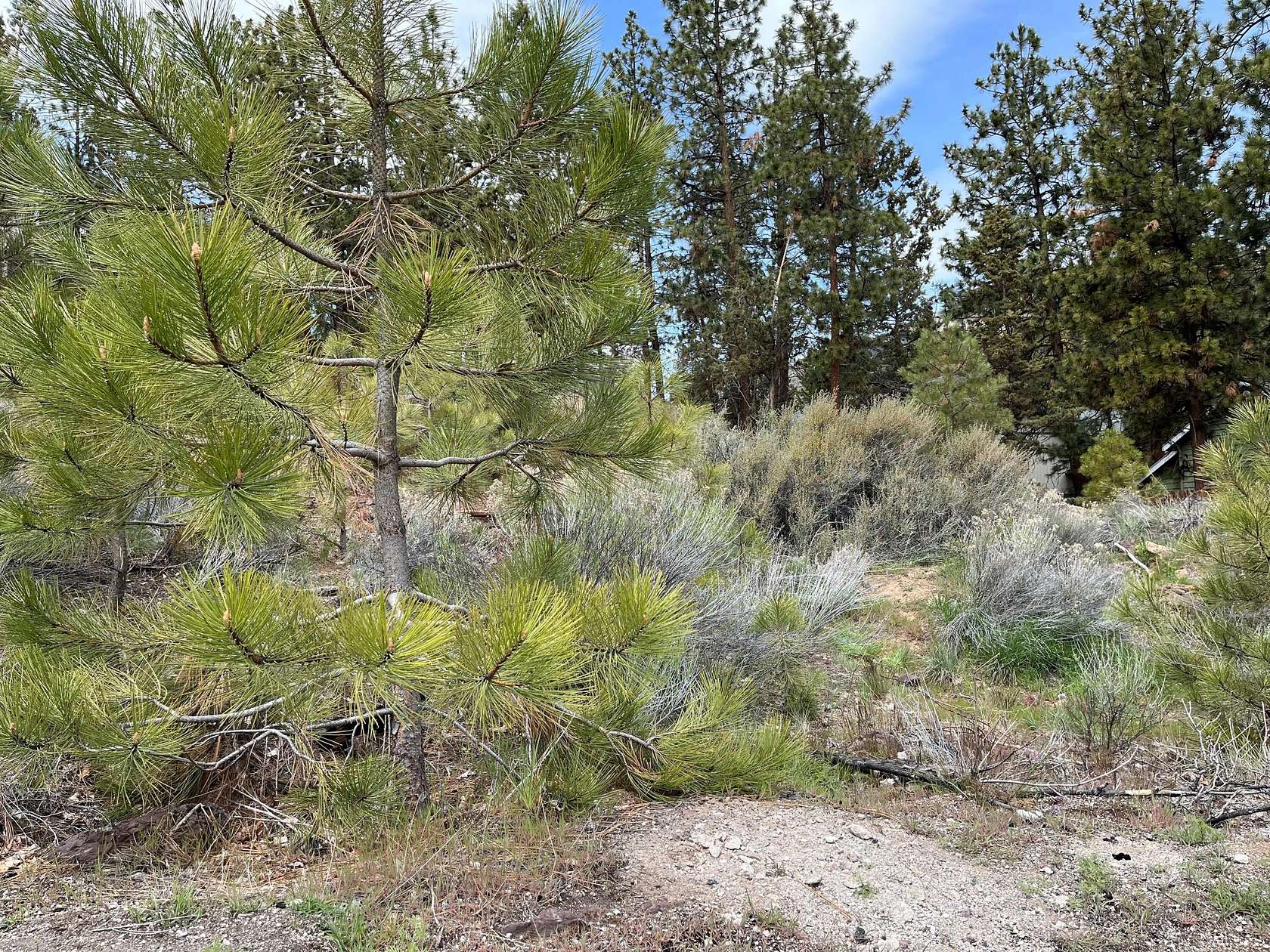 0.29 Acres of Residential Land for Sale in Bend, Oregon