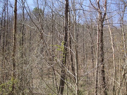 52.7 Acres of Recreational Land for Sale in Royalton, Kentucky