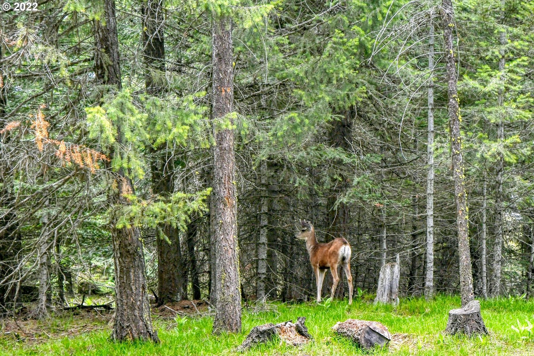 4 Acres of Residential Land for Sale in Meacham, Oregon LandSearch