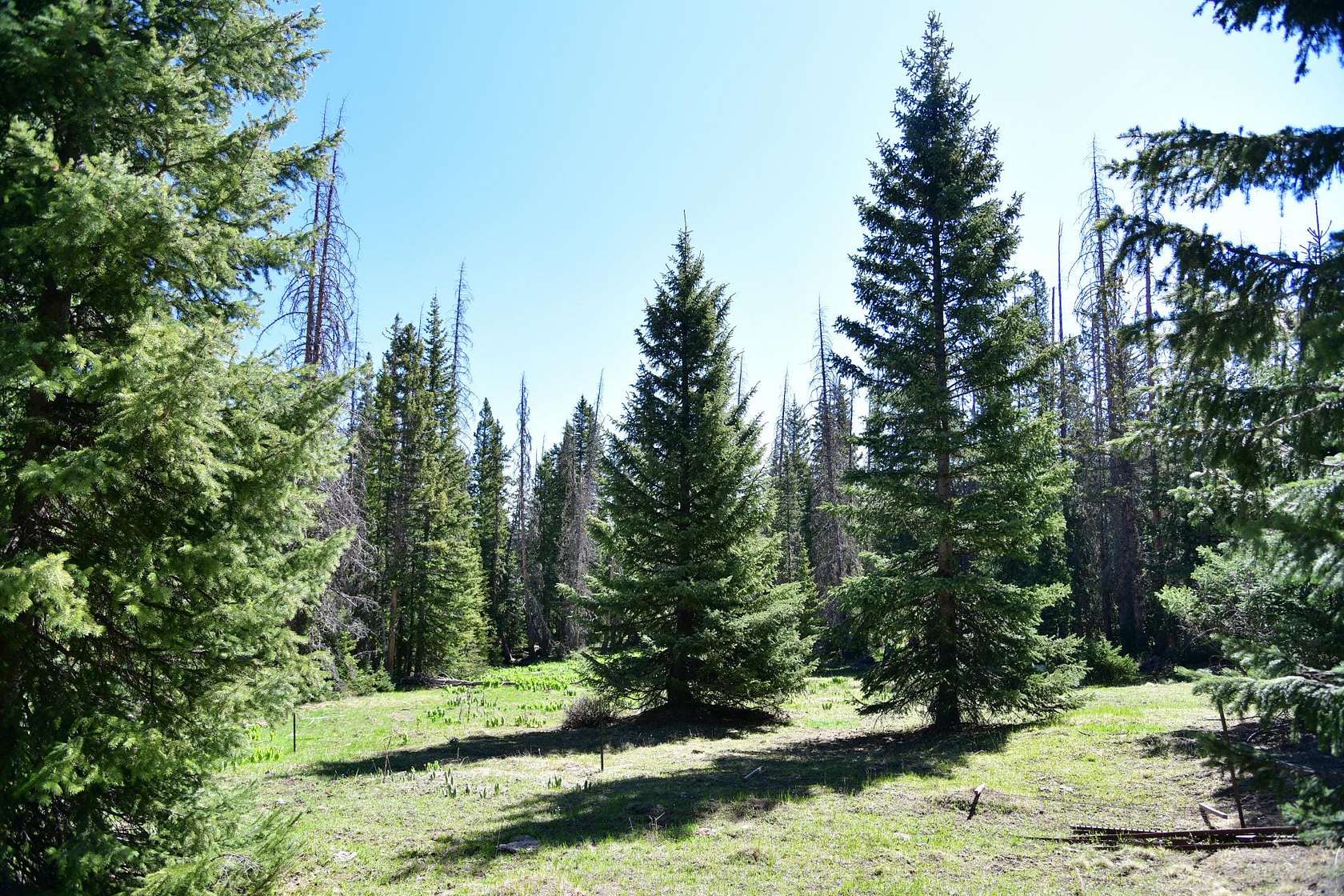 100 Acres of Recreational Land for Sale in Chama, New Mexico