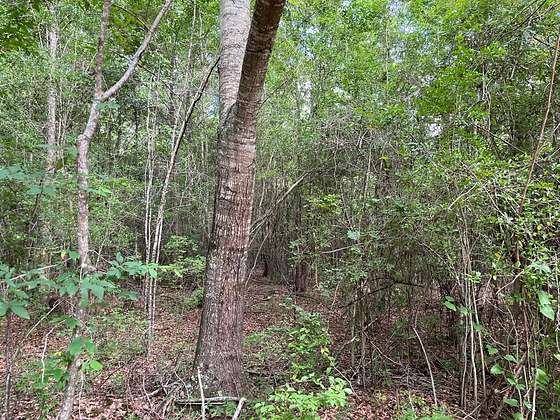 32.9 Acres of Recreational Land for Sale in Silver Creek, Mississippi