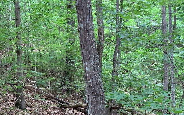3.9 Acres of Land for Sale in Blairsville, Georgia