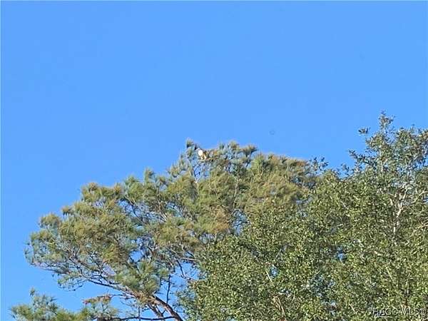 0.46 Acres of Residential Land for Sale in Inverness, Florida