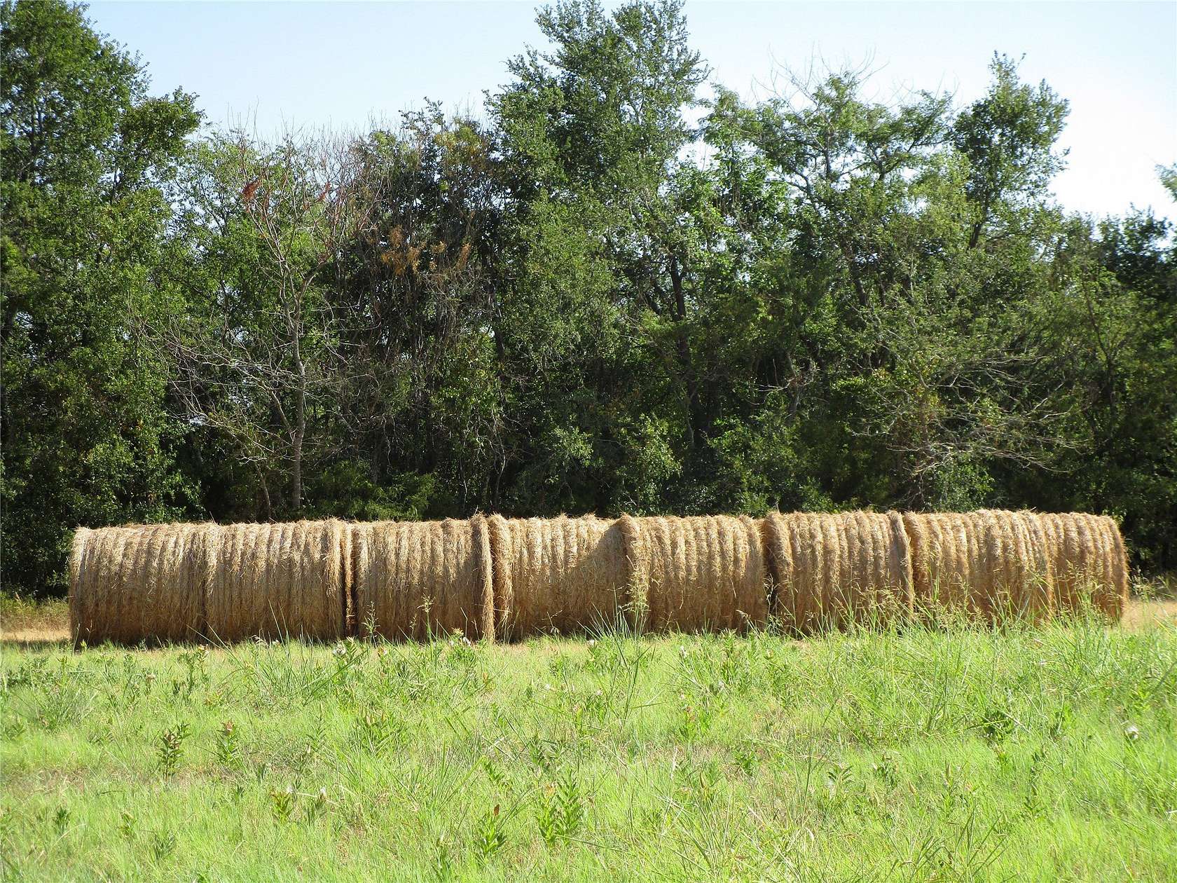 40 Acres of Recreational Land for Sale in Celeste, Texas