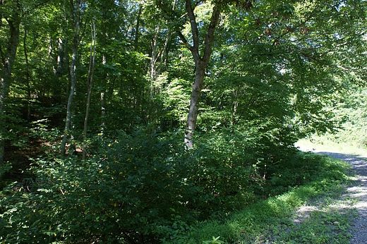 5 Acres of Residential Land for Sale in Austinville, Virginia