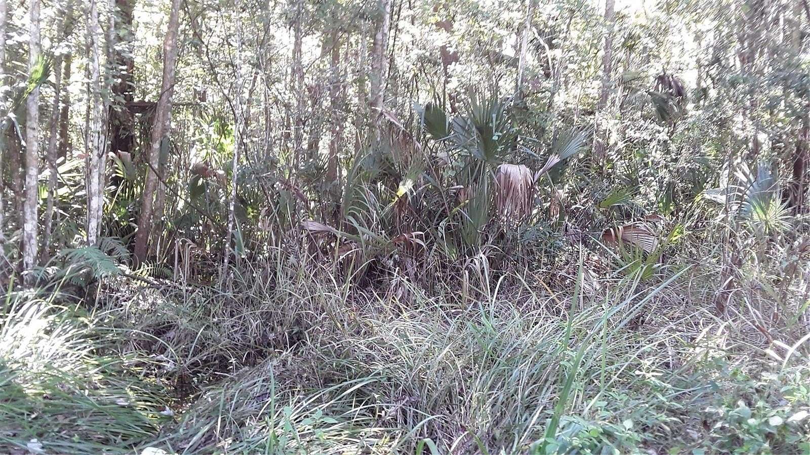 0.21 Acres of Residential Land for Sale in Citra, Florida