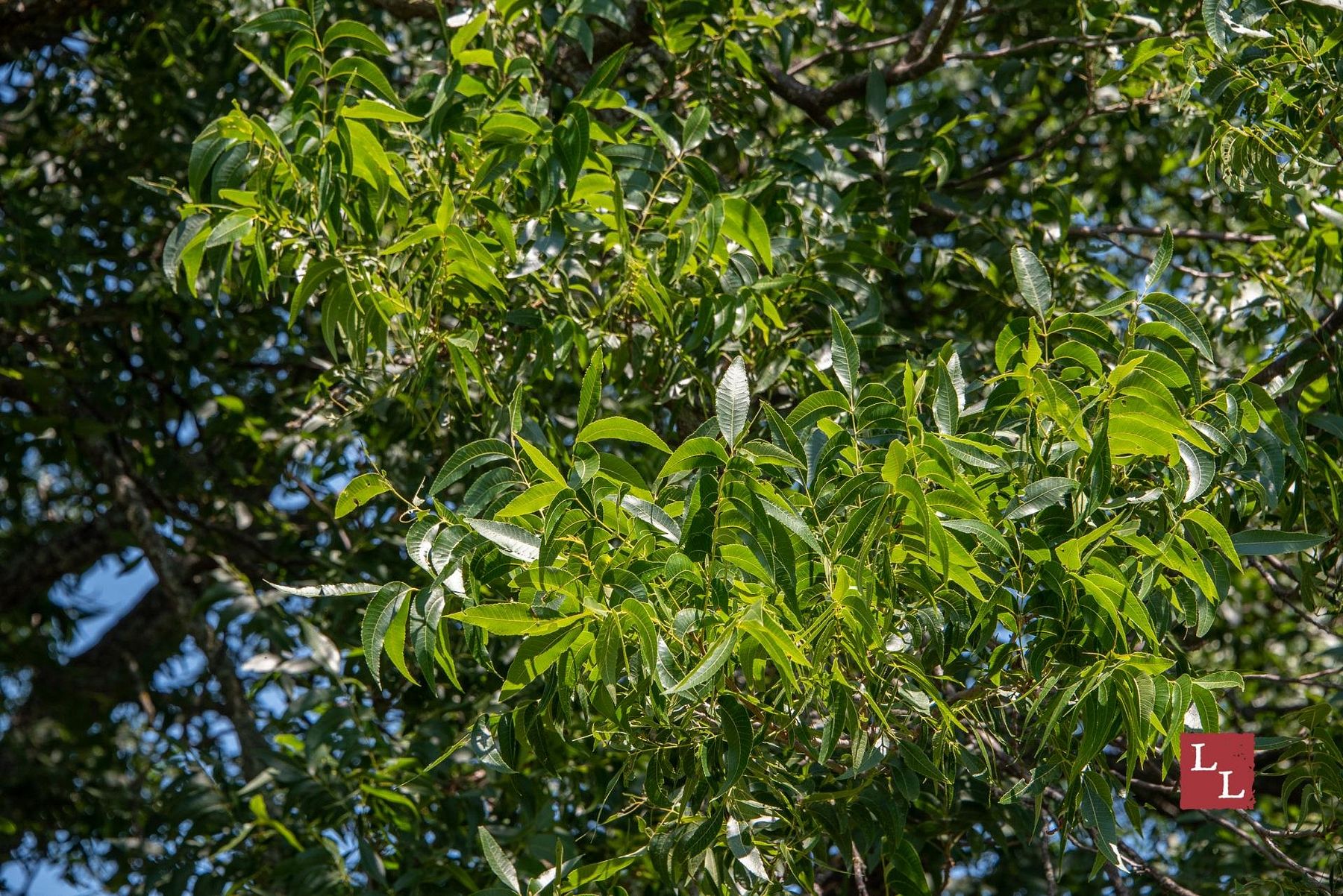 25 Acres of Land for Sale in Caddo, Oklahoma LandSearch