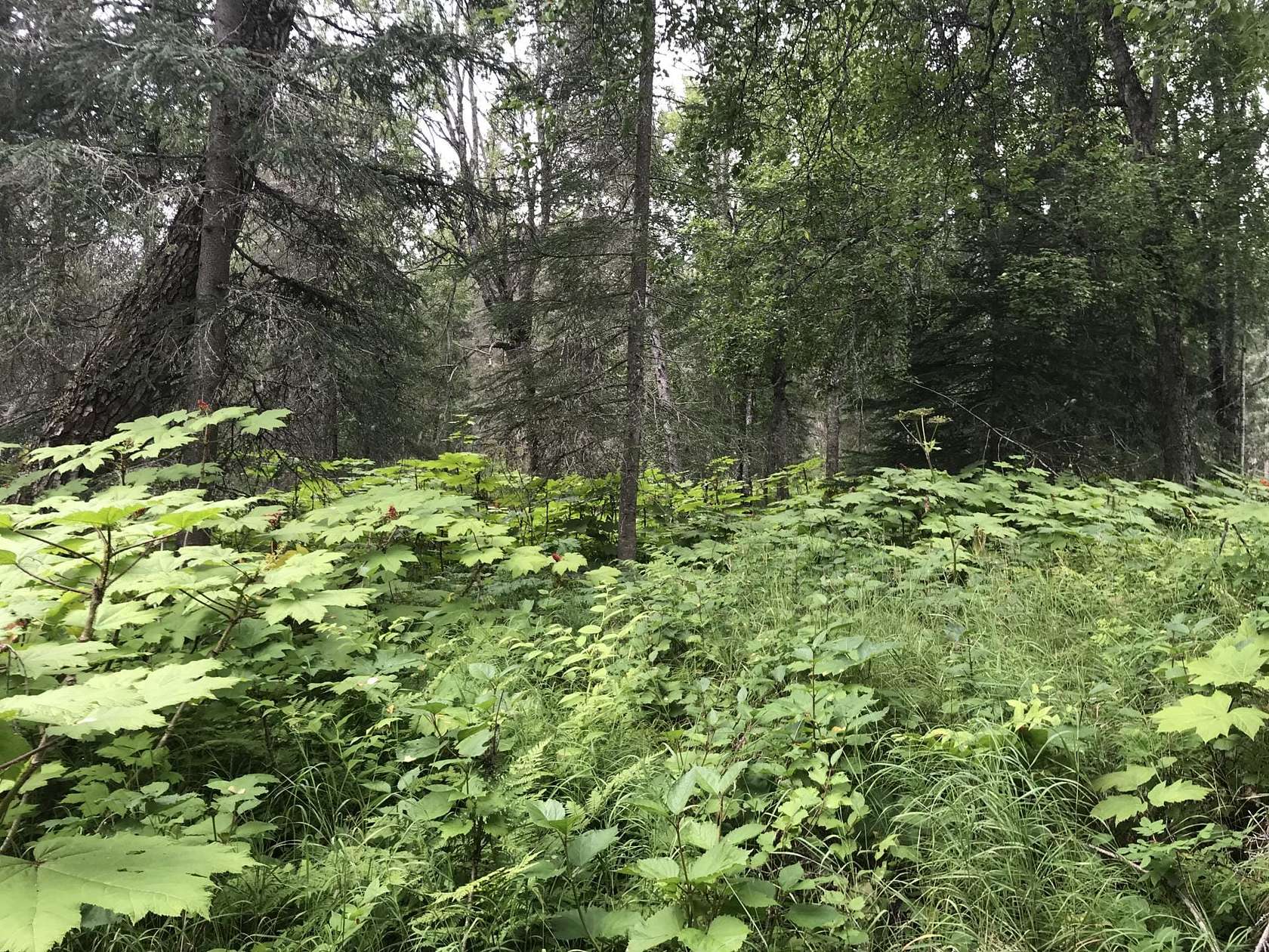 1 Acre of Land for Sale in Nikiski, Alaska LandSearch