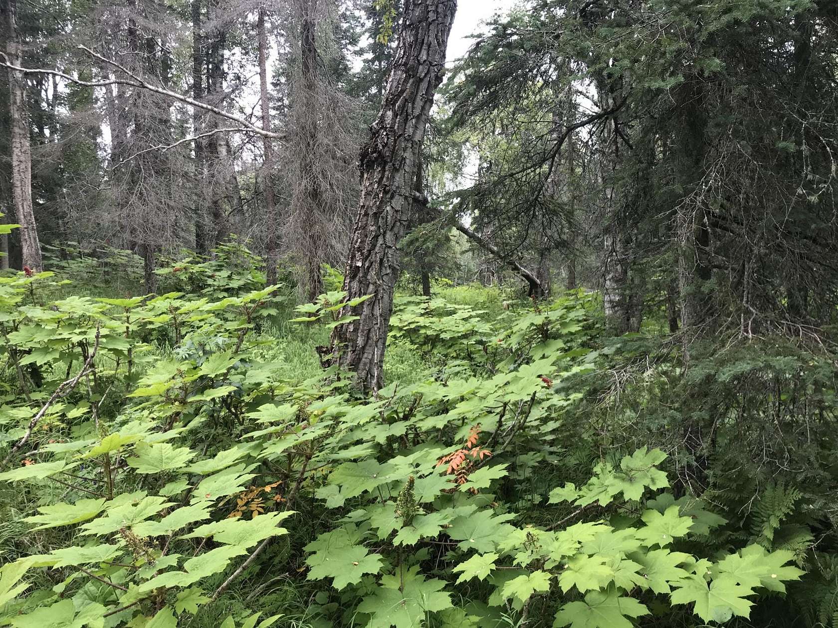 1 Acre of Land for Sale in Nikiski, Alaska LandSearch