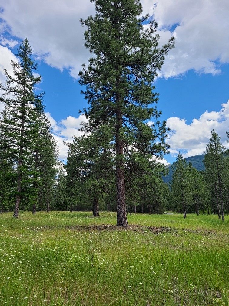3.3 Acres of Land for Sale in Thompson Falls, Montana