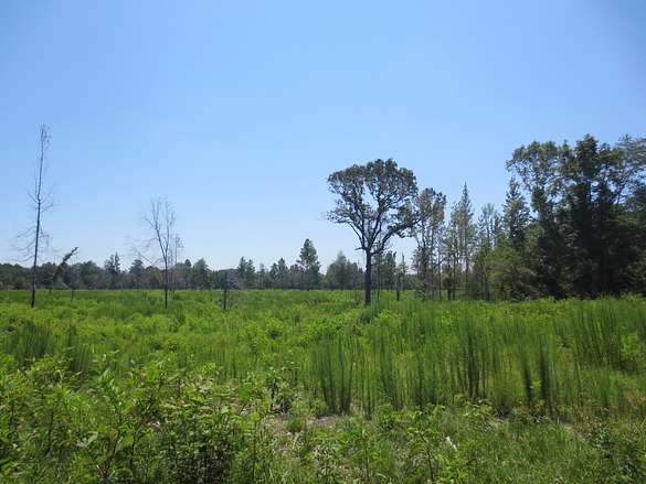 25 Acres of Recreational Land for Sale in Seminary, Mississippi