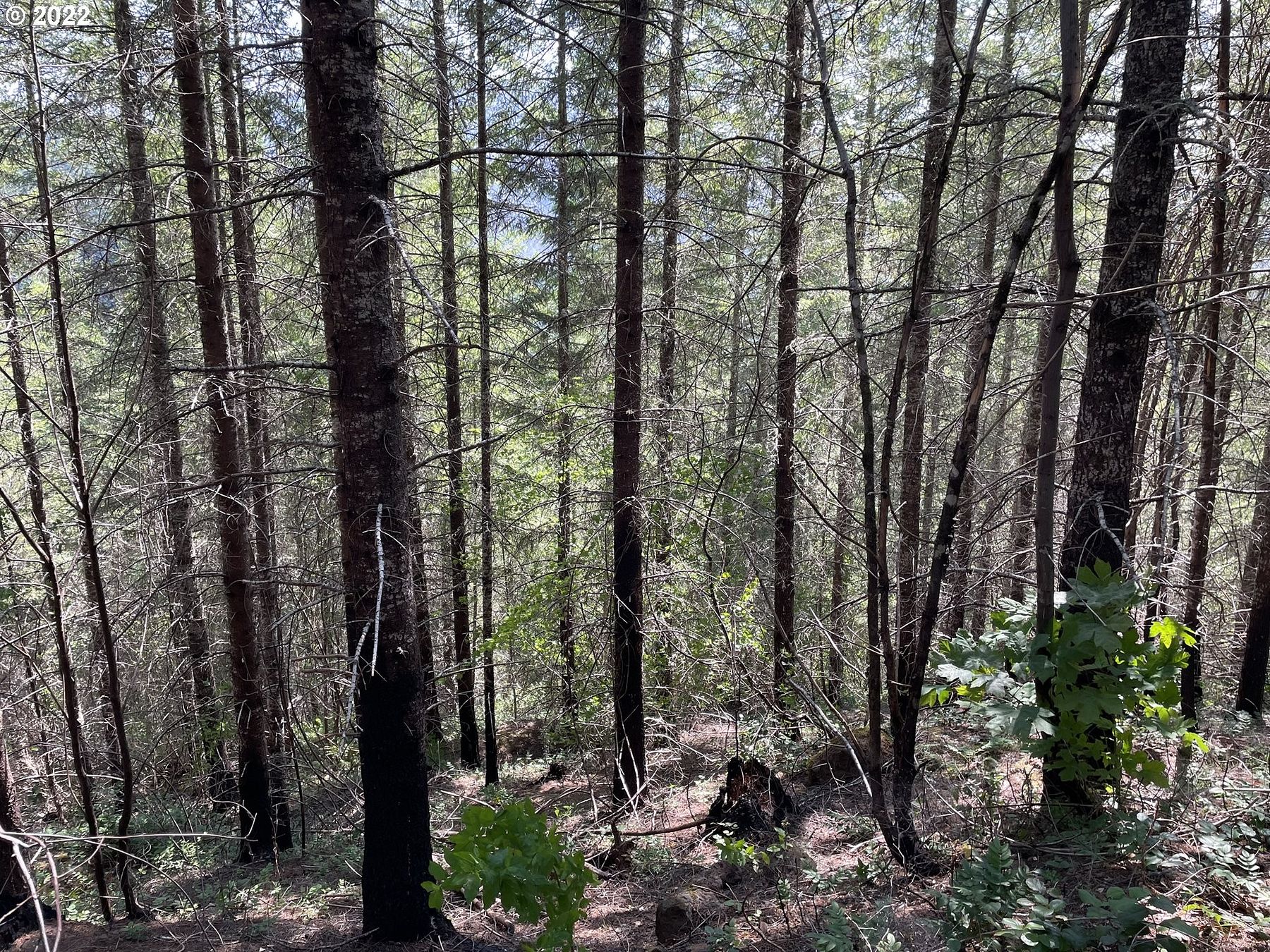 106 Acres of Land for Sale in Molalla, Oregon LandSearch