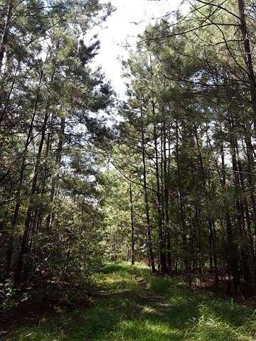 30 Acres of Land for Sale in Amite, Louisiana
