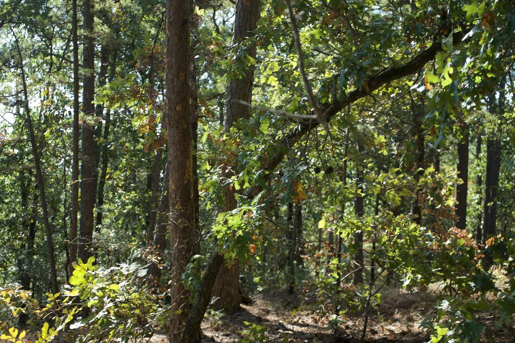 517 Acres of Recreational Land & Farm for Sale in Moyers, Oklahoma