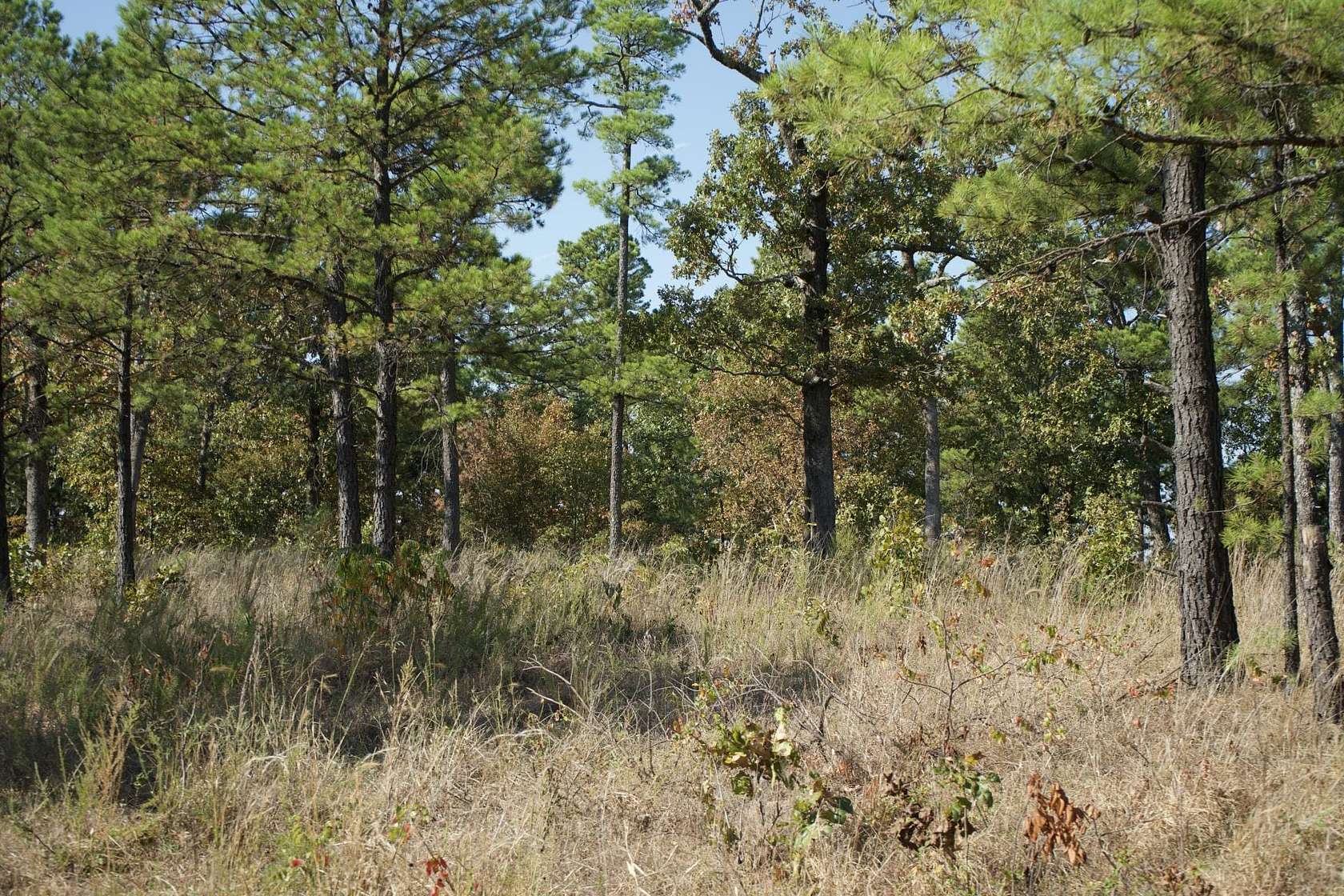 517 Acres of Recreational Land & Farm for Sale in Moyers, Oklahoma