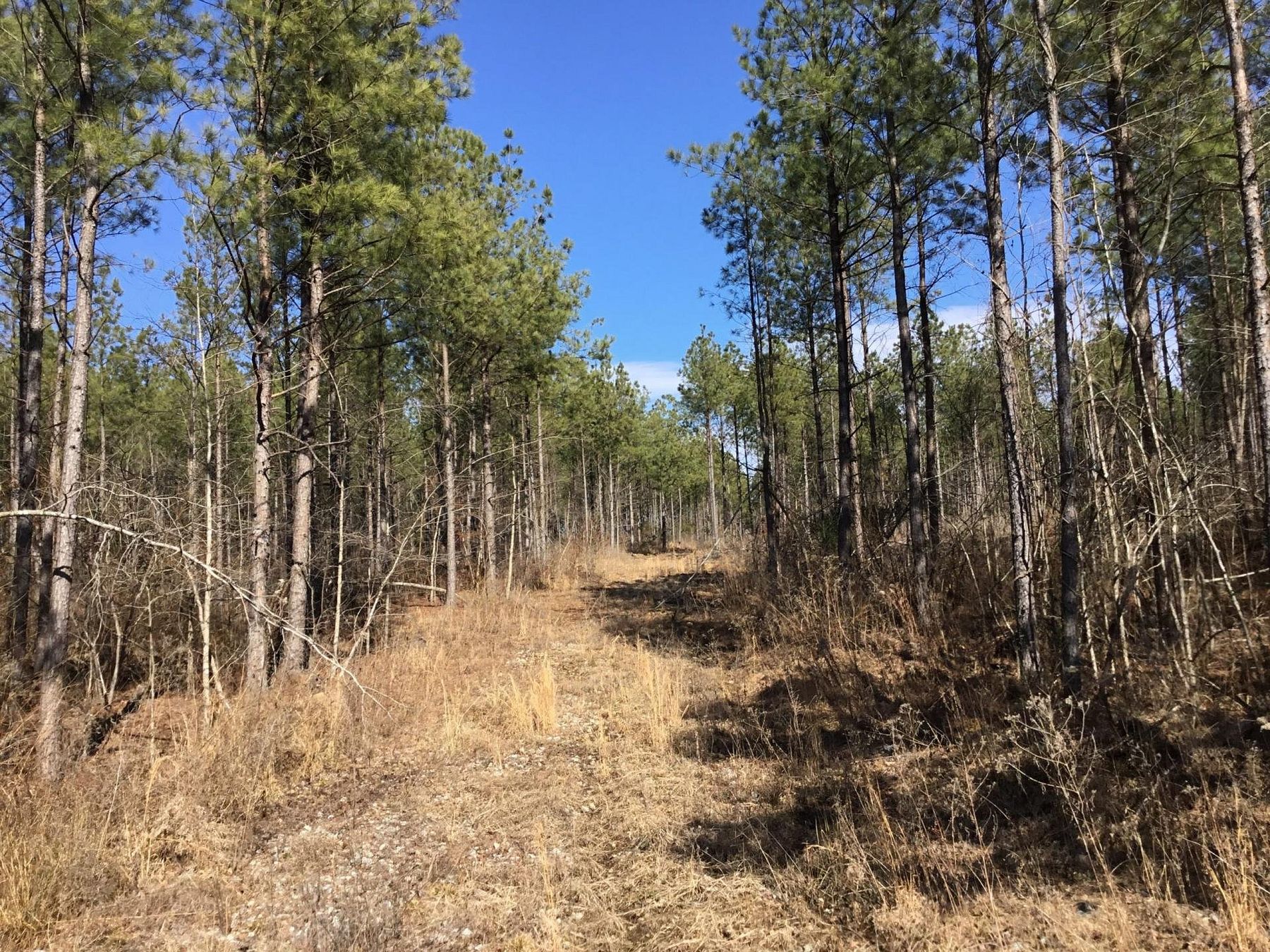 35.5 Acres of Recreational Land for Sale in Williams Junction, Arkansas
