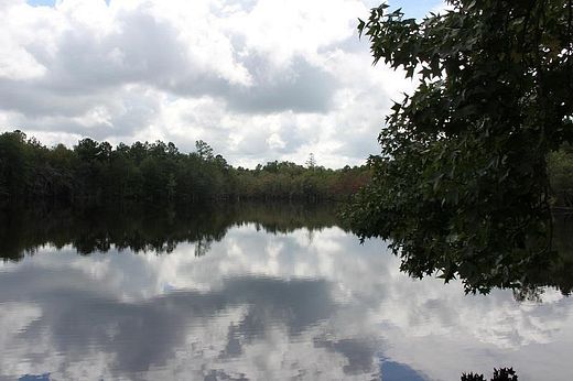 124 Acres of Recreational Land for Sale in St. Matthews, South Carolina