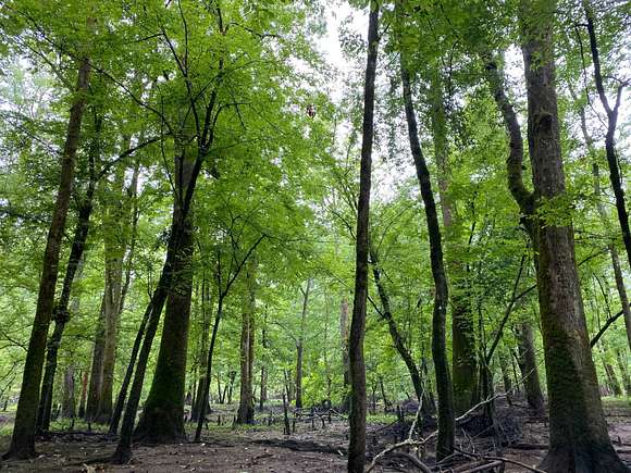 40 Acres of Recreational Land for Sale in Grayson, Louisiana