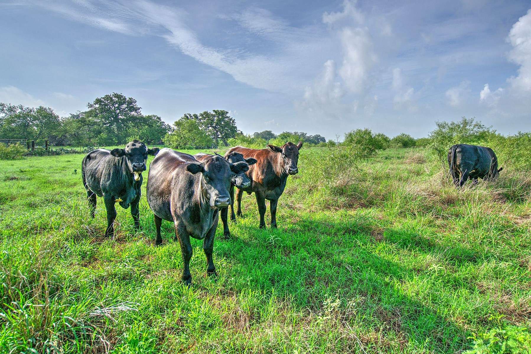 220 Acres of Agricultural Land for Sale in Pleasanton, Texas