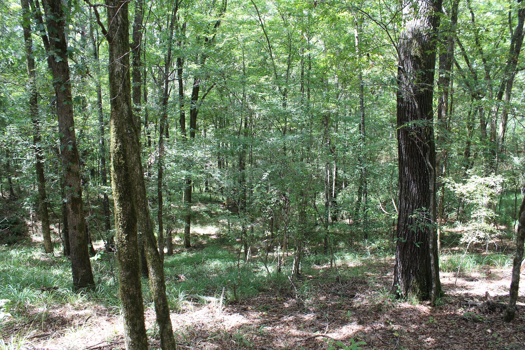 186 Acres of Recreational Land for Sale in Crystal Springs, Mississippi
