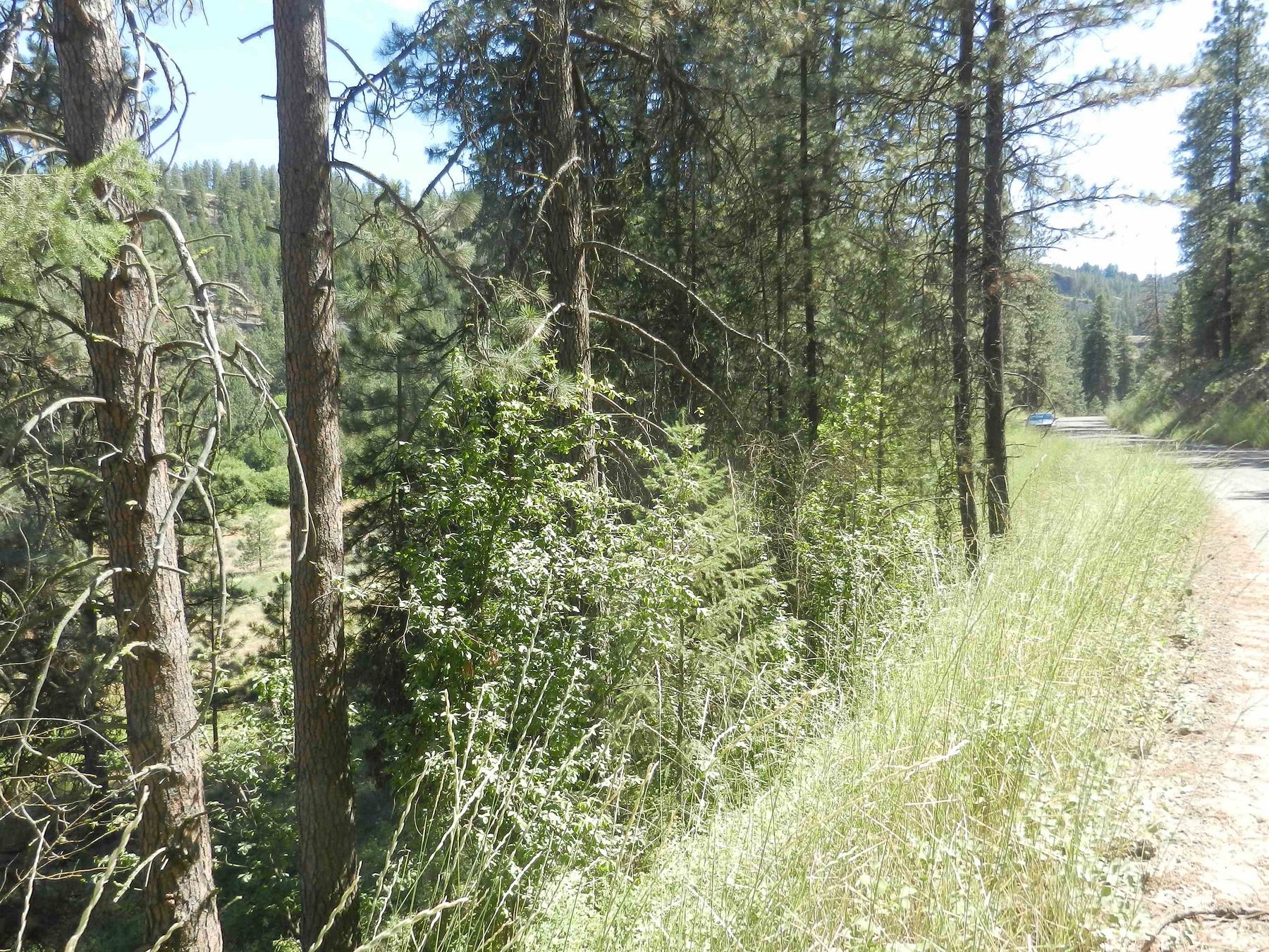 5.9 Acres of Residential Land for Sale in Davenport, Washington