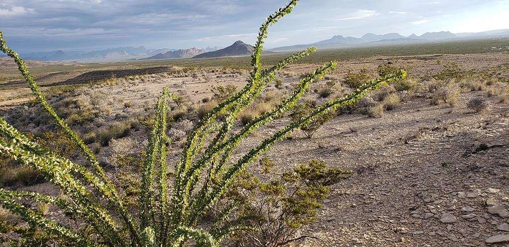 40 Acres of Recreational Land for Sale in Terlingua, Texas