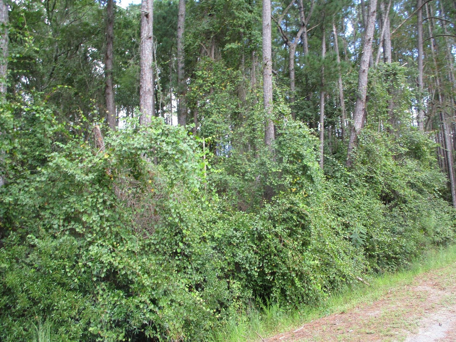 98.6 Acres of Land for Sale in Nicholls, LandSearch