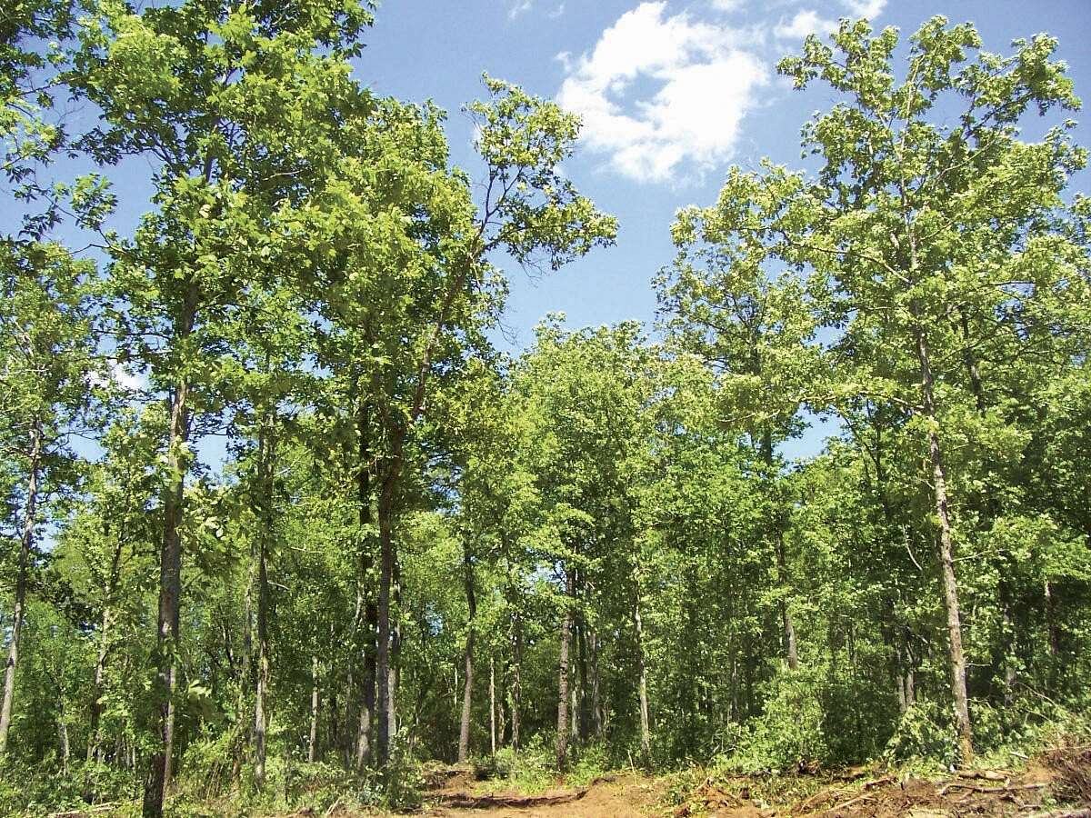 81 Acres of Land for Sale in Aiken, South Carolina