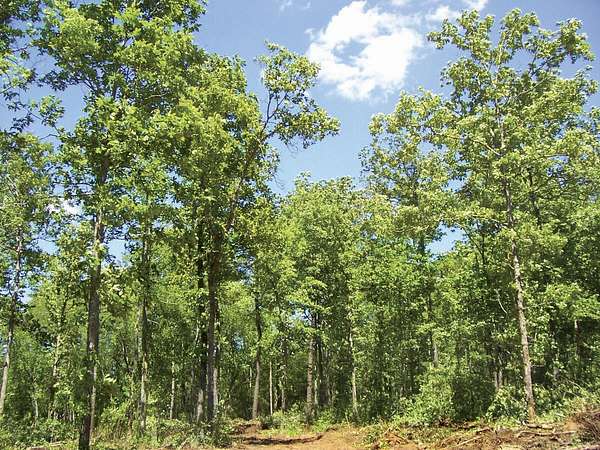 81 Acres of Land for Sale in Aiken, South Carolina