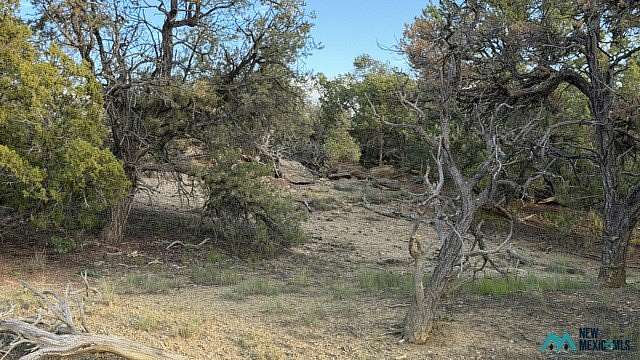 17.5 Acres of Recreational & Residential Land for Sale in Pie Town, New Mexico