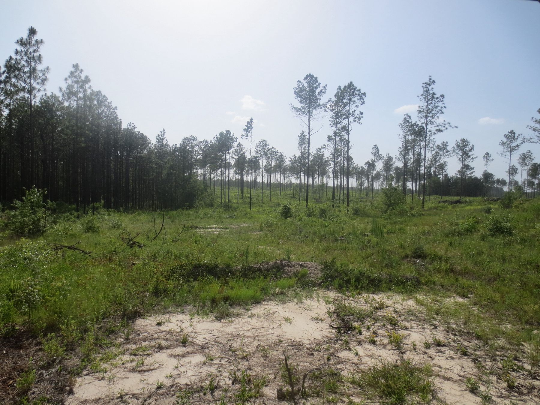 10 Acres of Recreational Land for Sale in Lumberton, Mississippi