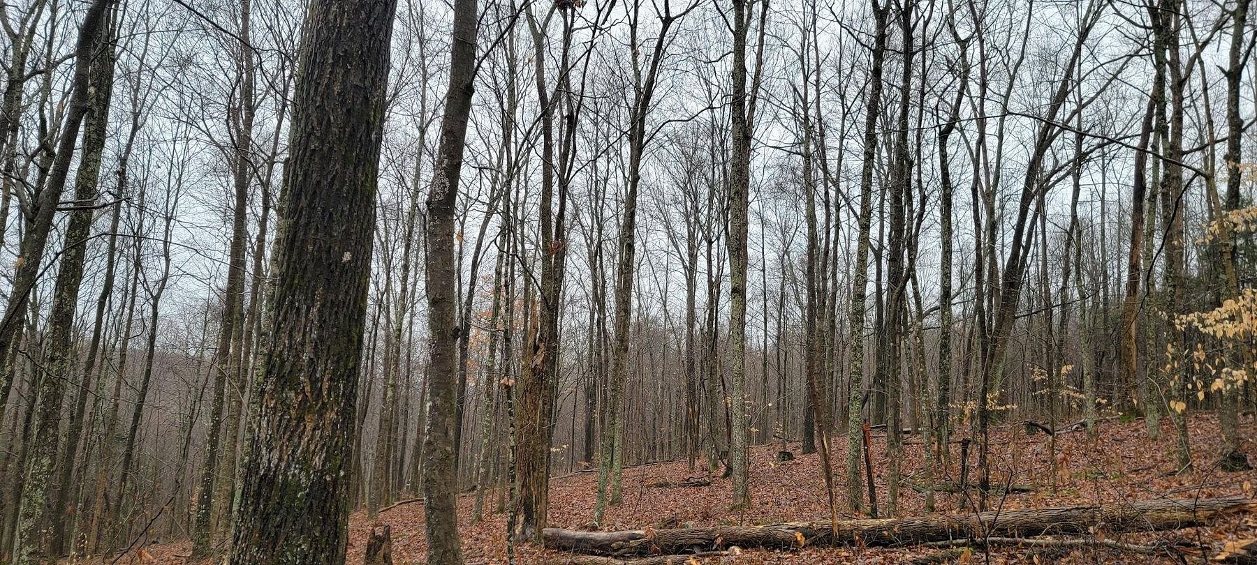 40 Acres of Recreational Land for Sale in Leavenworth, Indiana LandSearch