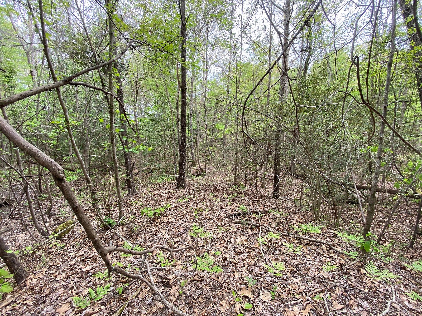 33.3 Acres of Recreational Land & Farm for Sale in Jefferson, Texas
