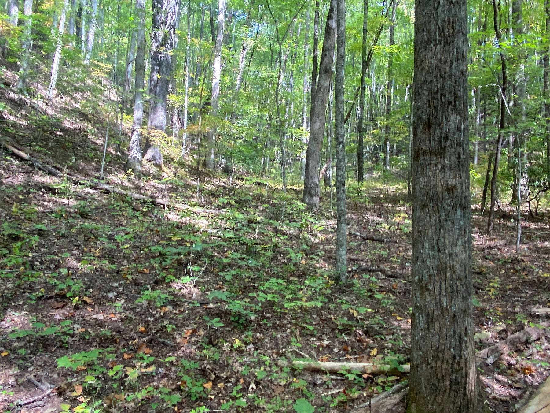 41.5 Acres of Recreational Land for Sale in Marble, North Carolina
