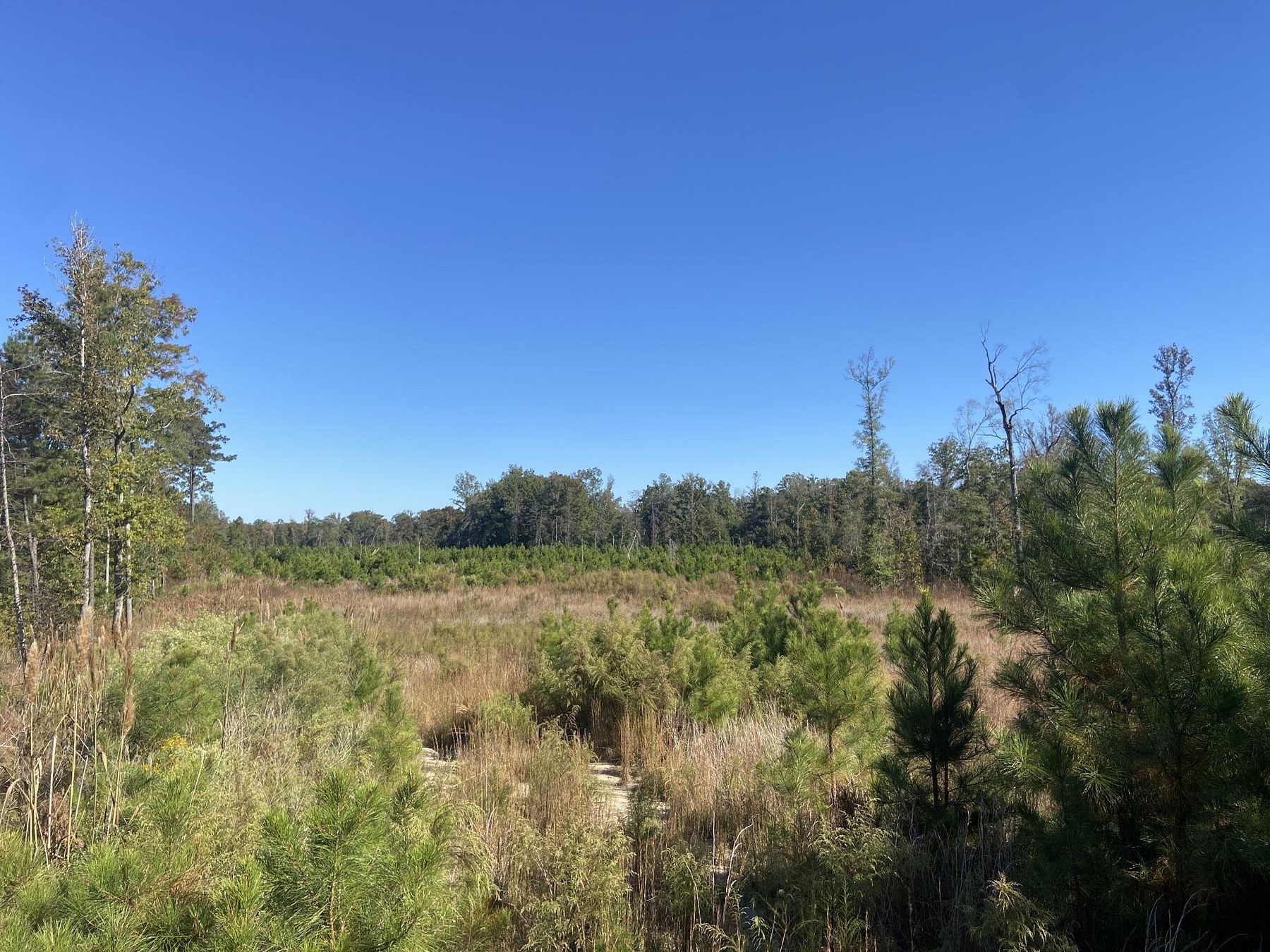 85 Acres of Recreational Land for Sale in Lewisville, Arkansas