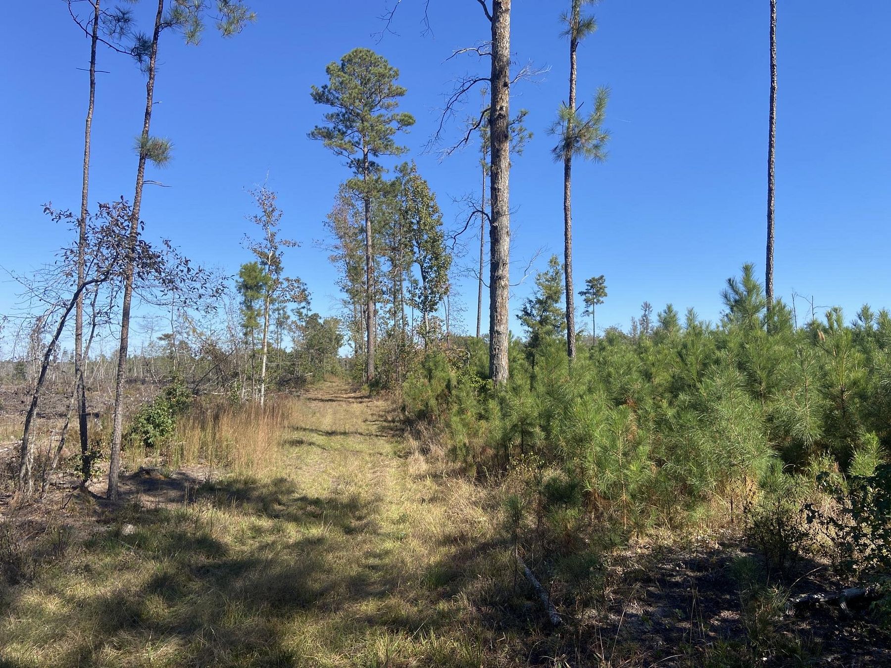 85 Acres of Recreational Land for Sale in Lewisville, Arkansas - LandSearch