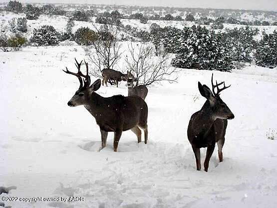 2.85 Acres of Residential Land for Sale in Canyon, Texas
