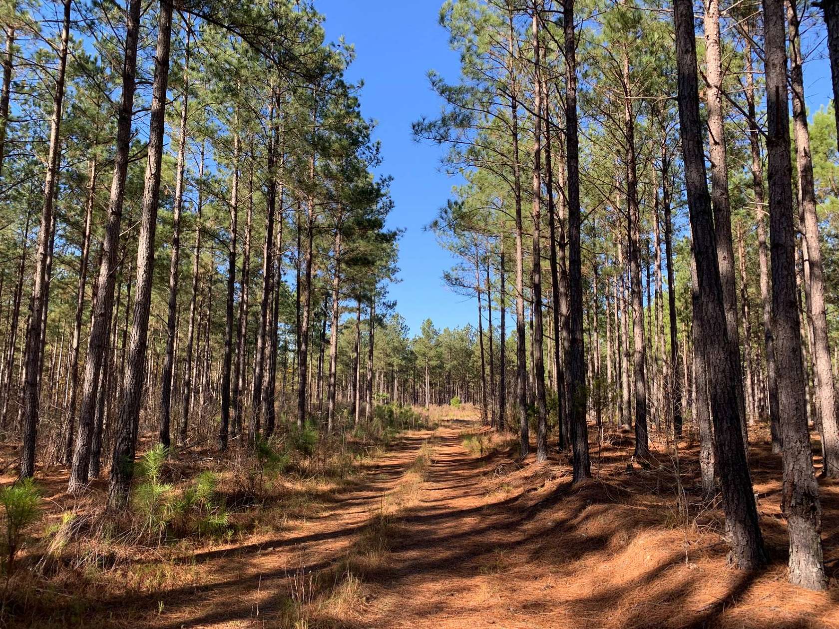 69 Acres of Land for Sale in Hodges, South Carolina