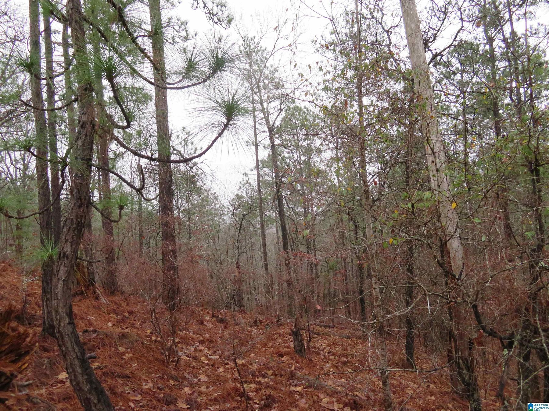 2.5 Acres of Land for Sale in Rockford, Alabama