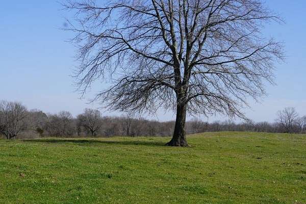 85 Acres of Land for Sale in Bokoshe, Oklahoma