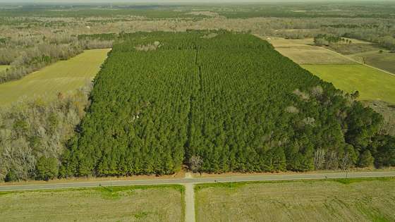 124 Acres of Recreational Land for Sale in Fork, South Carolina